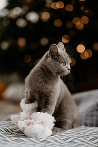 英国猫穿着婴儿袜坐在圣诞树旁灰色的英国猫在一棵圣诞树的上看侧图片