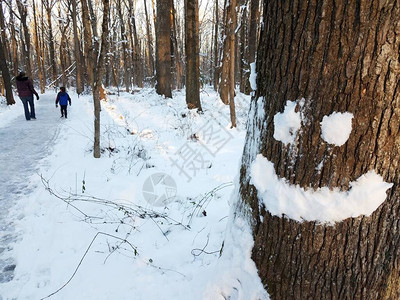 冬天树苗和树木在森林的树干上积雪图片