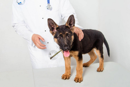 一个德国牧羊人的小狗接受兽医的检查并且用舌头向外看图片