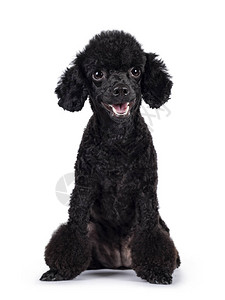 可爱的黑色迷你贵宾犬图片