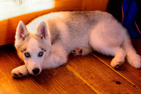 在家的一只西伯利亚哈斯基小狗的可爱肖像图片