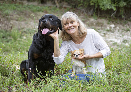 大自然中的小吉娃和罗威纳犬图片