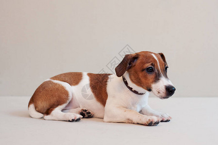 浅色背景中可爱有趣的小狗杰克罗素梗犬图片