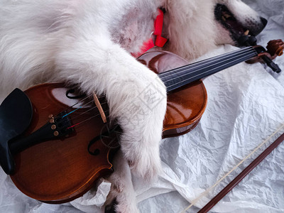 Violin被可爱的狗腿拥抱在鬼图片