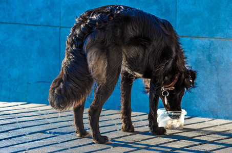 黑色流浪牧羊犬的肖像图片