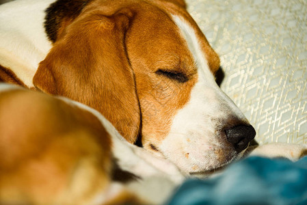 在床上睡觉的狗在家养宠物Beagle犬睡在明亮室内的床上家具图片
