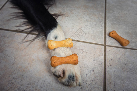 紧贴狗爪和美味食物骨形饼干在地板上宠物嚼零食饼图片