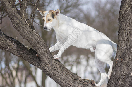 冬天爬上无叶杏树的白色杂交犬图片