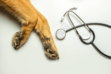 浅色背景上的狗爪和医生听诊器概念兽医诊所庇护所兽医动物援助横幅图片