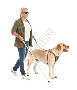 有导盲犬的盲人成熟女人在白色背景图片