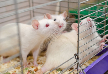 三只实验室老鼠关在笼子里有选择地关注图片