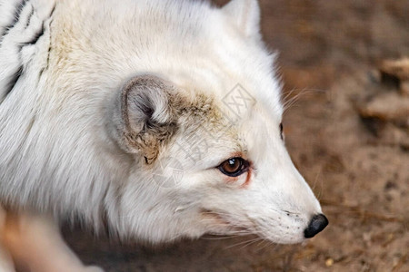 北极狐在动物园围栏中的肖像Vulpeslago图片