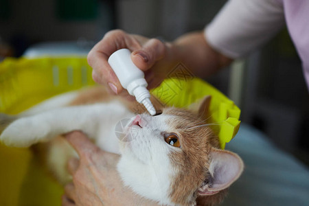 近距离的兽医把药滴在猫眼里图片