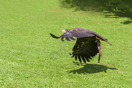 一头年轻的秃鹰的肖像绿色背景优美的HaliaeetusLeucoce图片