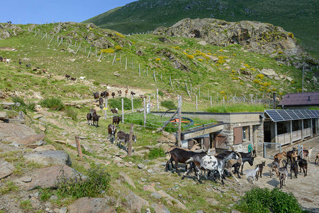 山羊从瑞士阿尔卑斯山Capriasca山谷的高清图片