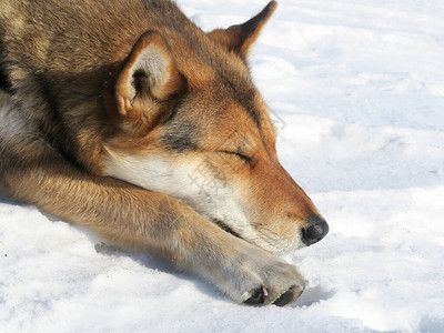 狗睡在雪地上图片