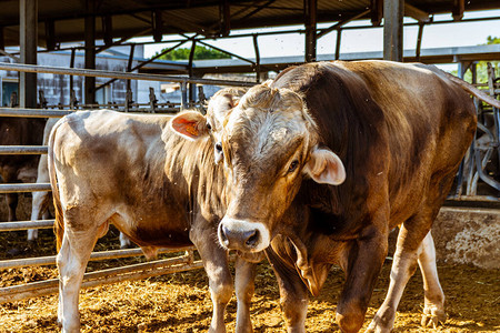 意大利农村产奶牛生产图片