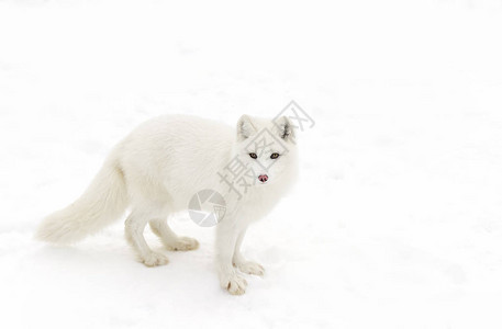 加拿大冬季积雪的北极狐VulpesLa背景图片