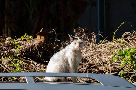 街上野蛮好斗的黑白猫图片