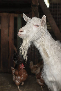 谷仓里养鸡的山羊农场宠物留着长胡子的白山羊图片