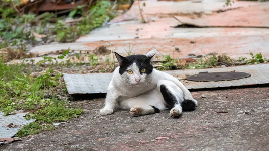 流浪猫以有趣的姿势舔和洗图片