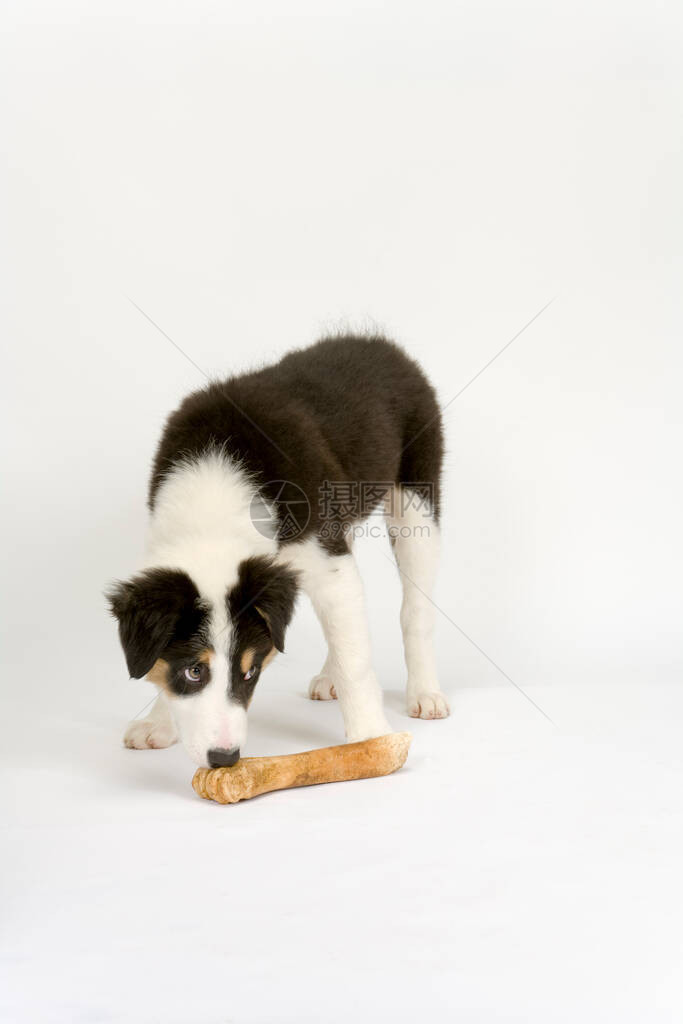 可爱的年轻边境牧羊犬小狗带着狗骨头图片