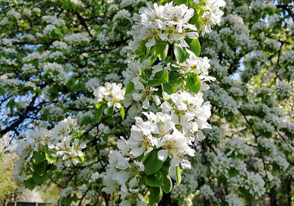 成簇的美丽白色樱花图片