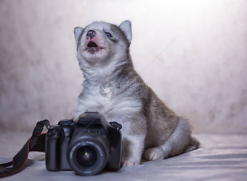 狗哈斯基站在摄像机和图片