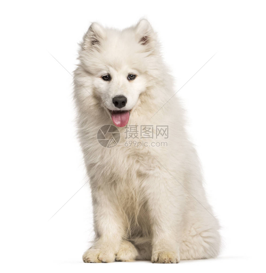 坐在白色背景下的萨摩耶小狗图片