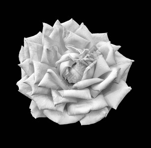 单色孤立的白色玫瑰花宏图片