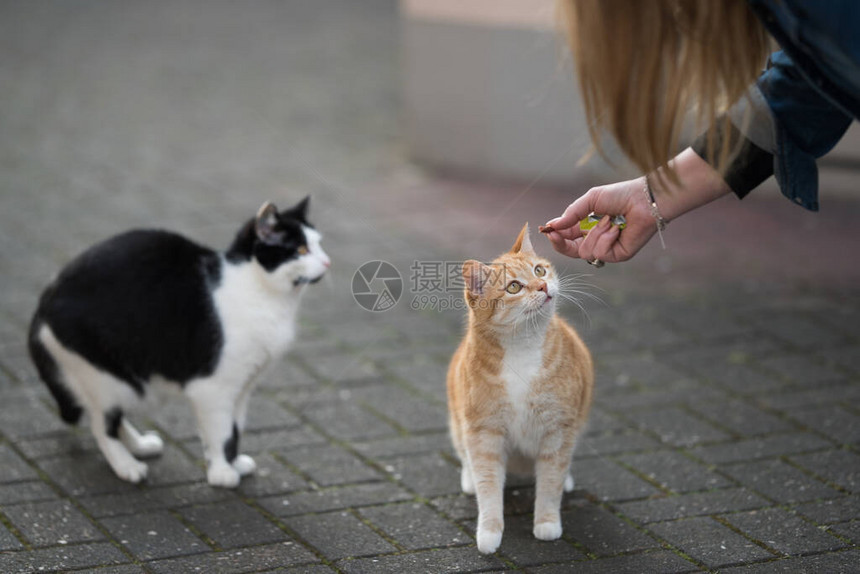 两只猫被雌喂食图片