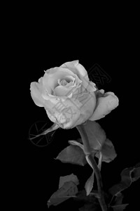 白玫瑰花单色宏图片