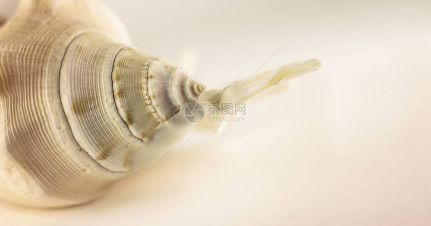 白色背景的美丽的蜜蜂海壳艺术摄影选择焦点图片