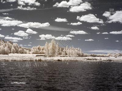 红外摄影湖面景观白树和草地美丽的水反光图片