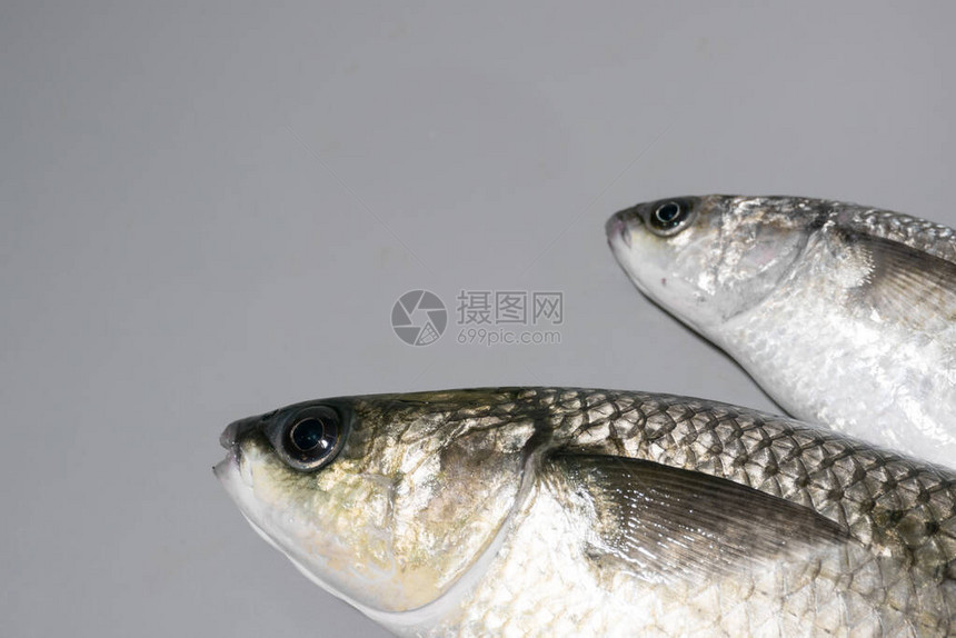 两条厚的灰底斑鳍鱼其灰底面灰色左图片