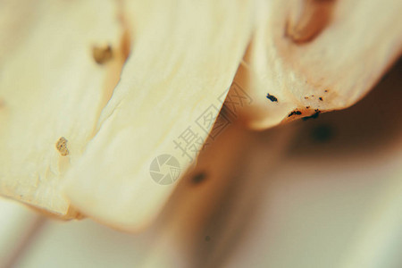 电烤架上的蘑菇美丽的宏蘑菇特写色调照片美丽的宏观蘑菇图片