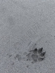 狗在黑沙上的脚印有复制空间图片