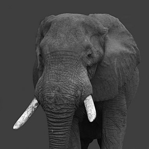黑白相间的大象图片
