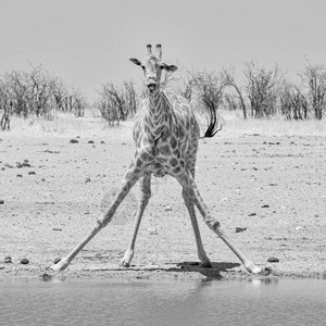 在纳米比亚草原的一个水洞里喝图片
