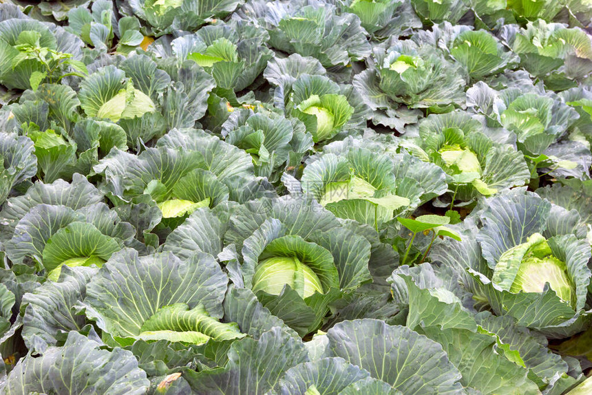 白菜种植园甘蓝图片