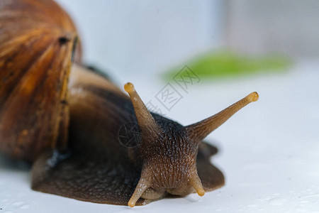 深色achatina蜗牛与深色壳在白色背景上的白色闹钟附近爬行图片