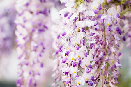 紫白维斯特西亚树背背景图片