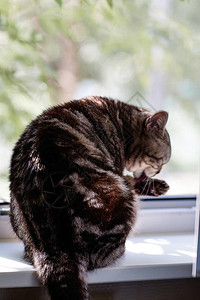 猫苏格兰品种猫洗坐图片