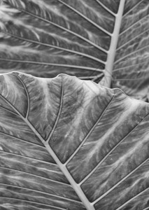 单色大抽象条纹叶热带抽象自然背景图片