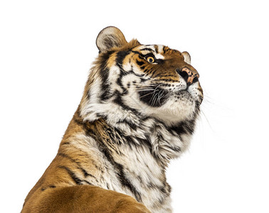 对一只雄老虎头顶的近视抬头看着大猫大猫背景图片