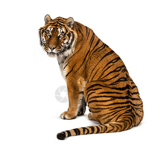 一只虎的后视镜它坐着往回看在白图片