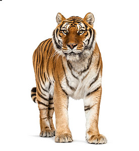 老虎站在白色背景的图片