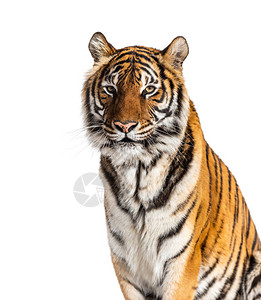 老虎的头部肖像特写图片