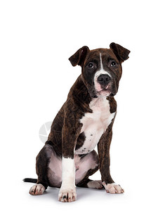 年轻的斑纹与白色的美国斯塔福德郡梗犬图片