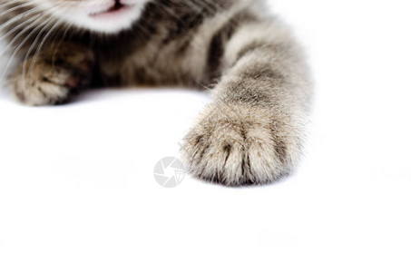 白色背景上的灰色小猫在睡觉宏观侧面和前视图中一只灰色小猫的爪子图片